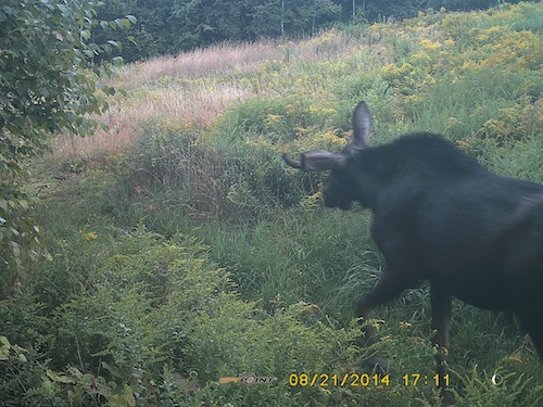 A Moose was spotted on Wah Lum in the August.